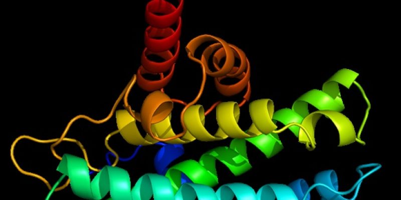 Das Protein des „visuellen Systems“ scheint für die Stabilisierung des zirkadianen Rhythmus des Körpers von entscheidender Bedeutung zu sein