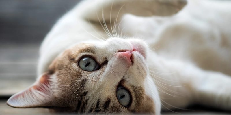 Kann es meiner Katze helfen?