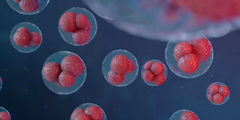 Entschlüsselung der Geheimnisse der follikulären T-Helferzellen für bessere Behandlungsstrategien