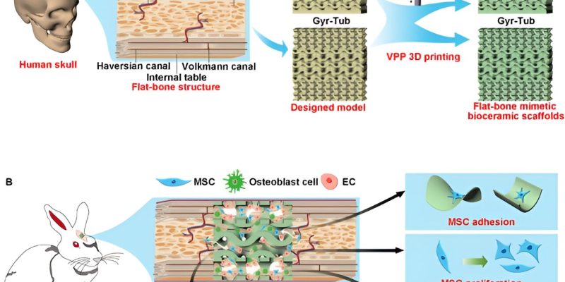 3D-gedruckte, flache, knochenähnliche biokeramische Gerüste für die Schädelrestauration