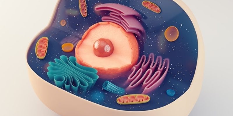 automatisierte Arbeitsabläufe von der Einzelzellabgabe bis zur 3D-Sphäroidanalyse