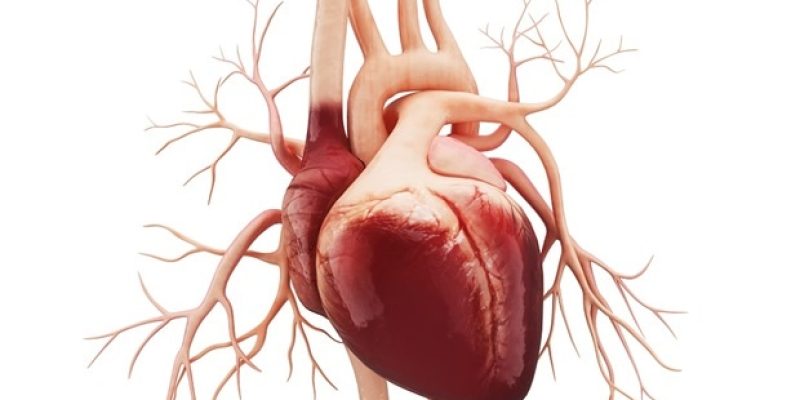 Eine früh einsetzende Herzinsuffizienz erhöht das Risiko einer Gesamtmortalität erheblich