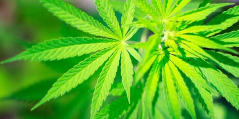 Starker Cannabiskonsum ist mit einem erhöhten Risiko für die Entwicklung einer neuen Angststörung verbunden