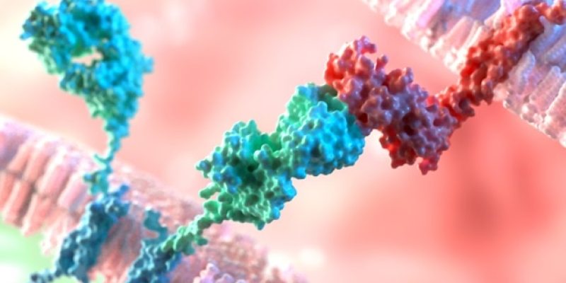 CAR-T-Zellen zielen auf alternde Zellen ab und verbessern die Gesundheit von Mäusen