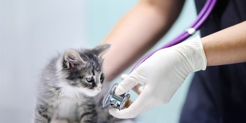 Eine Rekordzahl von Kaliforniern sucht Notaufnahmen wegen Hundebissen auf