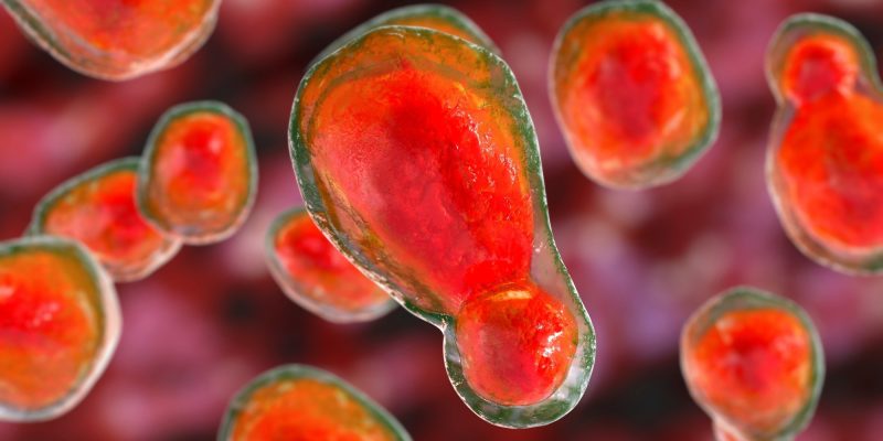 Die Rolle von Glukose bei der Induktion einer Toleranz gegenüber Amphotericin B bei der Behandlung von Pilzmeningitis