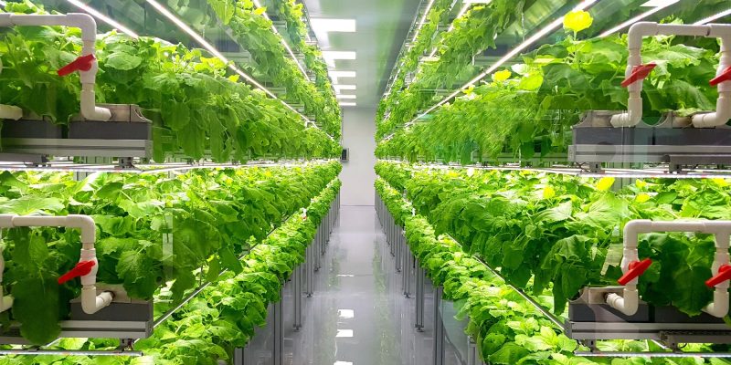 Die Umgestaltung des globalen Ernährungssystems könnte wirtschaftliche Gewinne in Billionenhöhe ermöglichen