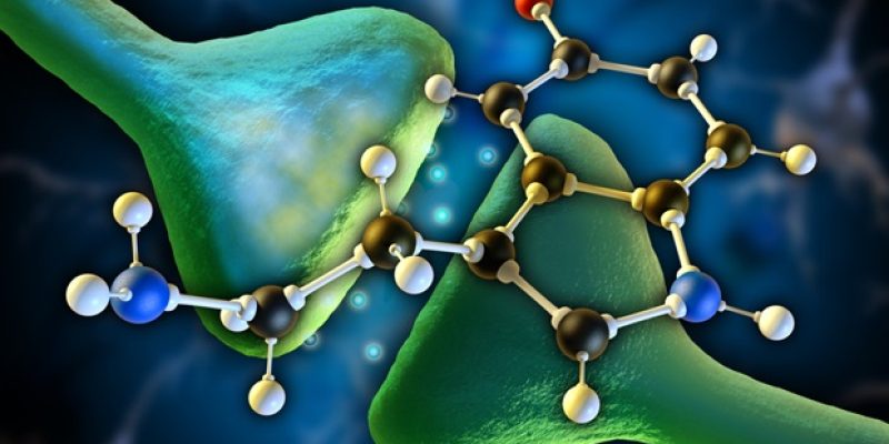 Forscher identifizieren die Grundprinzipien des Serotonintransports in Nervenzellen