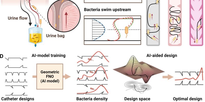 Mithilfe von KI hilft neues Katheterdesign, bakterielle Infektionen zu verhindern