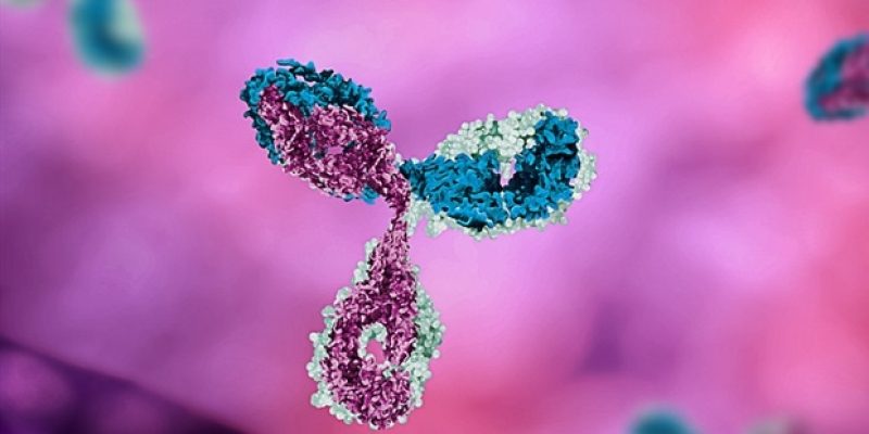 Neu identifizierte Antikörper zielen auf eine schwer zu erkennende Region des Influenzavirus