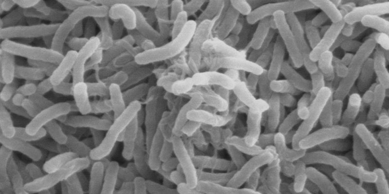 Sambia verstärkt seine Anti-Cholera-Kampagne, da die Zahl der Todesfälle steigt