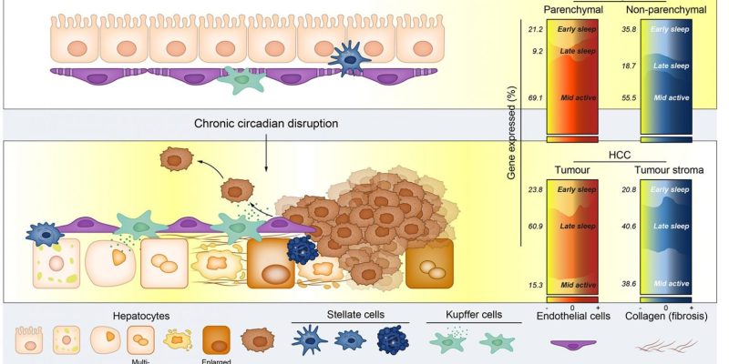 Chronischer Jetlag führt im Mausmodell zu menschlichem Leberkrebs