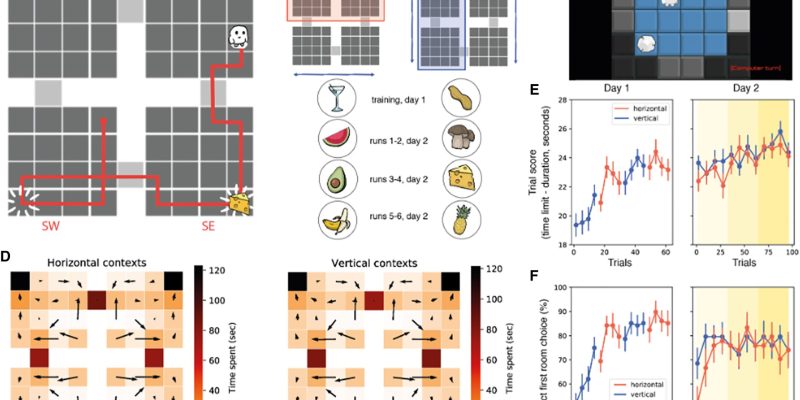 Kognitive Karten in einigen Gehirnregionen werden bei der zielgerichteten Entscheidungsfindung komprimiert