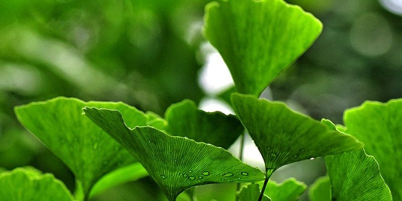 Ginkgo-Injektionen stehen im Zusammenhang mit der kognitiven Erholung nach einem Schlaganfall