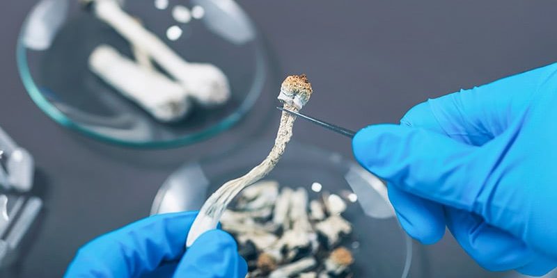 Die Psilocybin-Plus-Therapie senkt Depressionen bei Krebspatienten