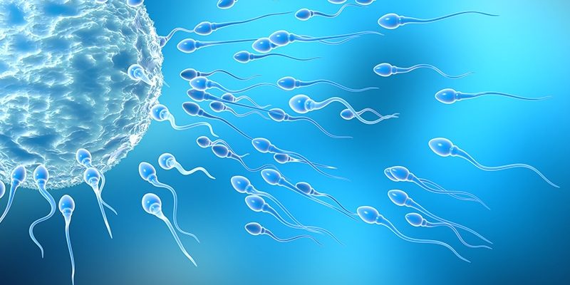 Das nächste Ziel von GLP-1: männliche Unfruchtbarkeit?