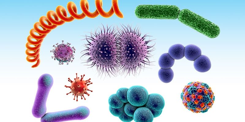 Neuartiges Biotherapeutikum soll bei Colitis ulcerosa getestet werden