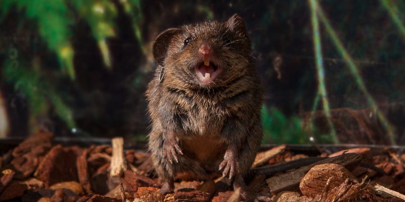 Wie das Gehirn einer Maus die Zeit krümmt