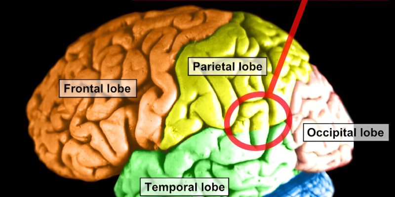 Ist unser Sinn für Gerechtigkeit von Egoismus geprägt?  Um das herauszufinden, untersuchen Forscher das Gehirn