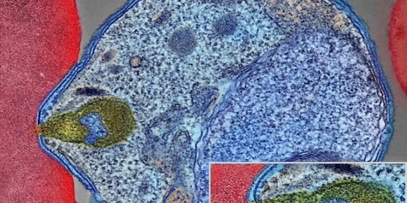 Klassifizierung des natürlichen Verlaufs asymptomatischer Malaria