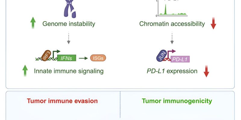 Neue Entdeckung könnte Doppelschlag gegen Krebs sein
