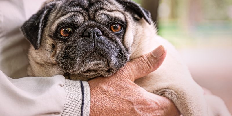 Der Besitz eines Haustieres könnte den kognitiven Rückgang bei allein lebenden älteren Erwachsenen verlangsamen: Studie
