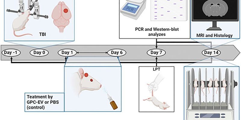 Forscher behandeln die Folgen von Hirnverletzungen mit nasal verabreichten Stammzellen-sekretierten Faktoren