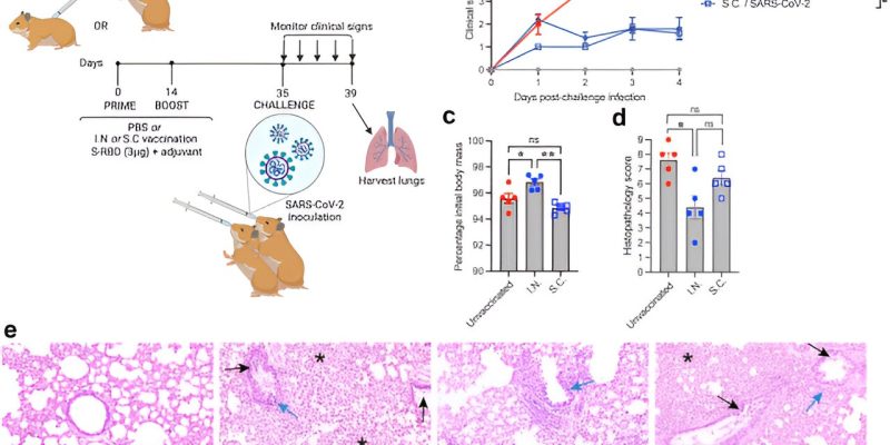 Wissenschaftler entdecken potenziellen nasalen COVID-19-Impfstoffkandidaten, der einen besseren und längeren Schutz bietet