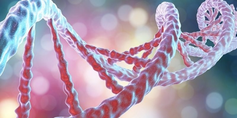 FluidForm Bio demonstriert erfolgreich Fortschritte bei künstlich hergestelltem Herzgewebe mit FRESH™ 3D-Biodruck