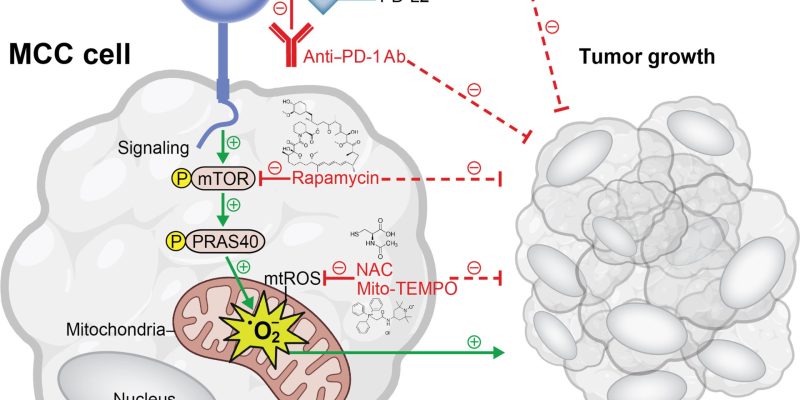 Studie identifiziert neuen PD-1-Immun-Checkpoint-Mechanismus, der das Wachstum von Merkelzellkarzinomen fördert