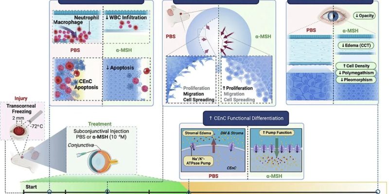Studie weist auf eine mögliche Behandlung von Hornhautendothelerkrankungen hin, wodurch der Bedarf an Hornhauttransplantationen verringert wird