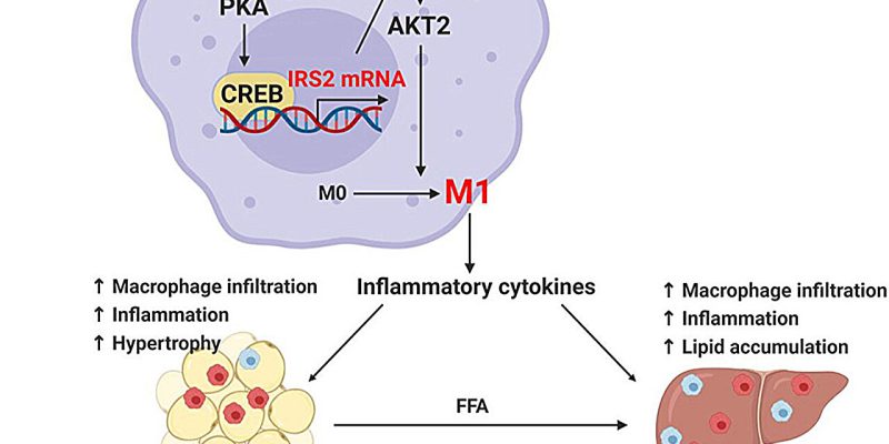 Studie liefert Einblicke in die Rolle des „Hungerhormon“-Rezeptors bei chronischen Entzündungen im Zusammenhang mit Fettleibigkeit