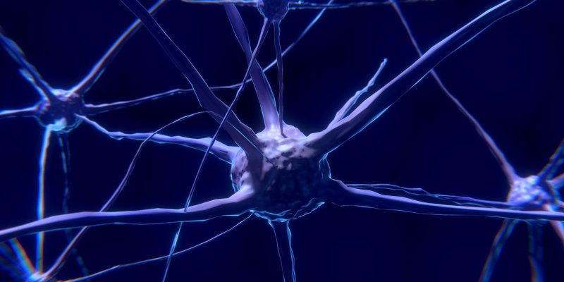 Studie enthüllt Funktion einer wenig verstandenen Synapse im Gehirn