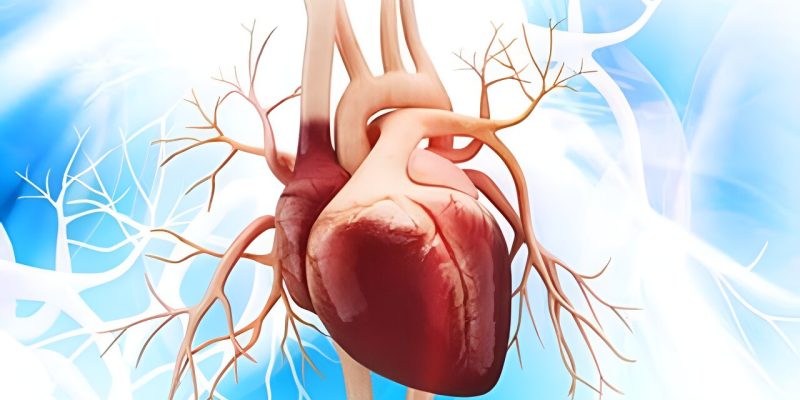 Aktualisierte Richtlinien zur Beurteilung von Herzklappenprothesen herausgegeben