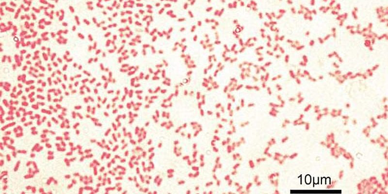 Studie zeigt, dass die Umstellung von intravenösen auf orale Antibiotika sicher ist