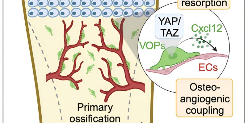 Proteinpartner als potenzieller Schlüssel für die Knochenentwicklung des Fötus identifiziert